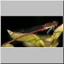 Pyrrhosoma nymphula - Fruehe Adonisjungfer 07.jpg